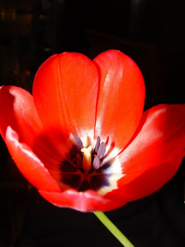 The table flower in Pizza Express